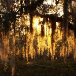 SkyPiCast : Our Community